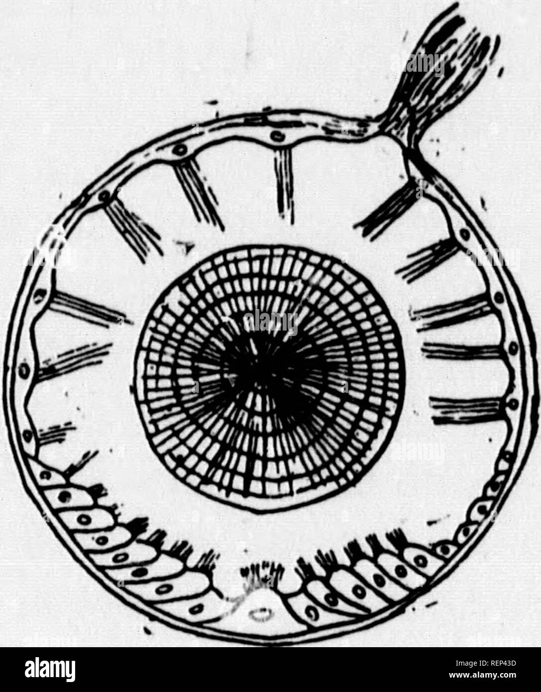 A Textbook Of Invertebrate Morphology Microform