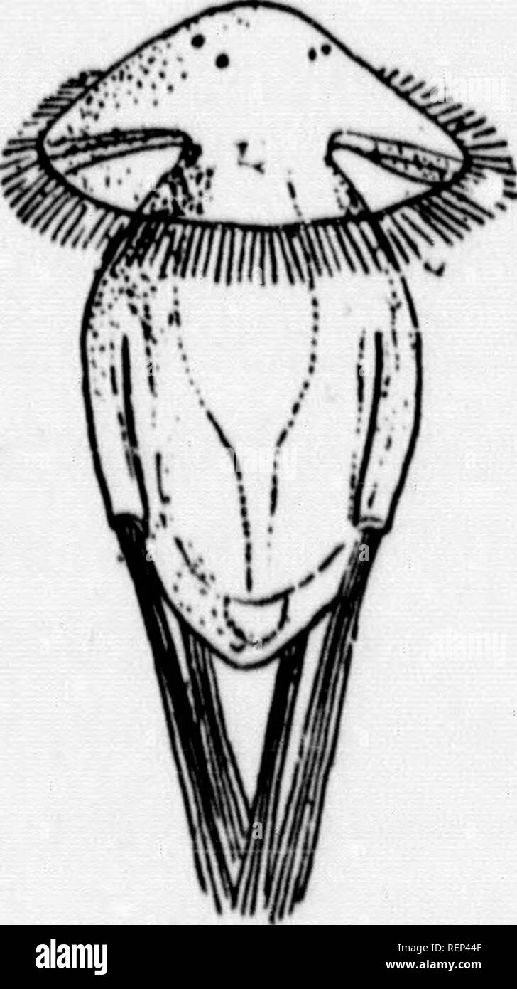 . A textbook of invertebrate morphology [microform]. Invertebrates ...