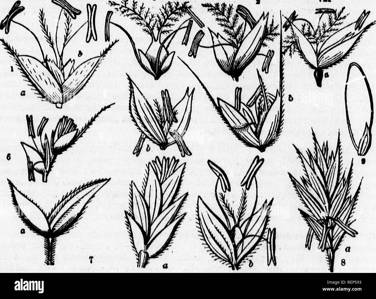 . Class-book of botany [microform] : being outlines of the structure, physiology, and classification of plants : with a flora of the United States and Canada. Botany; Botany; Plants; Plants; Botanique; Botanique; Plantes; Botanique. :70 Obdkh 156.âGRAMINE^. Order CLVI. GRAMINELE. Grasses. Herhi rarely woody or arboroscont, with (mostly) hoUow, jointed culms- with fcaves alternate, distychouB, on tubular sheatiia split down to the nodes, and a Ugule (stipules) of membranous toxturo where the leaf joins the sheath. Flowers in littb spikeleLs of 1 or several, with glumes distychously arranged, an Stock Photo