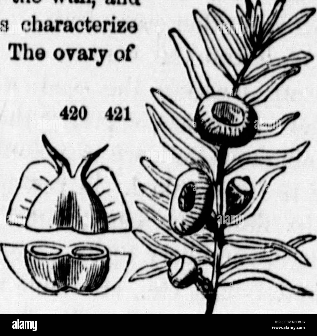 . Class-book of botany [microform] : being outlines of the structure, physiology, and classification of plants : with a flora of the United States and Canada. Botany; Botany; Plants; Plants; Botanique; Botanique; Plantes; Botanique. 418, Section of tho ovary of nn ncorn, S-cellcd «.ovi,l..f1 Aon a n 2-co!le,l,2.«vulo&lt;I. 419, VerticaUcctlon i.f the an c In f t S'v 1 Ixu&quot;? *''&quot;'&quot;&quot;'' »oon after flowering. 421. N»ked seed of T^x,,Tr . .' ^'orloarp of MIgnlonotte open fleshy pc-ricnr,,. ^*'''&quot; Canadensis, surrounded, not covered by the the birclj is 2-cello,l, 2-ovalod ; Stock Photo