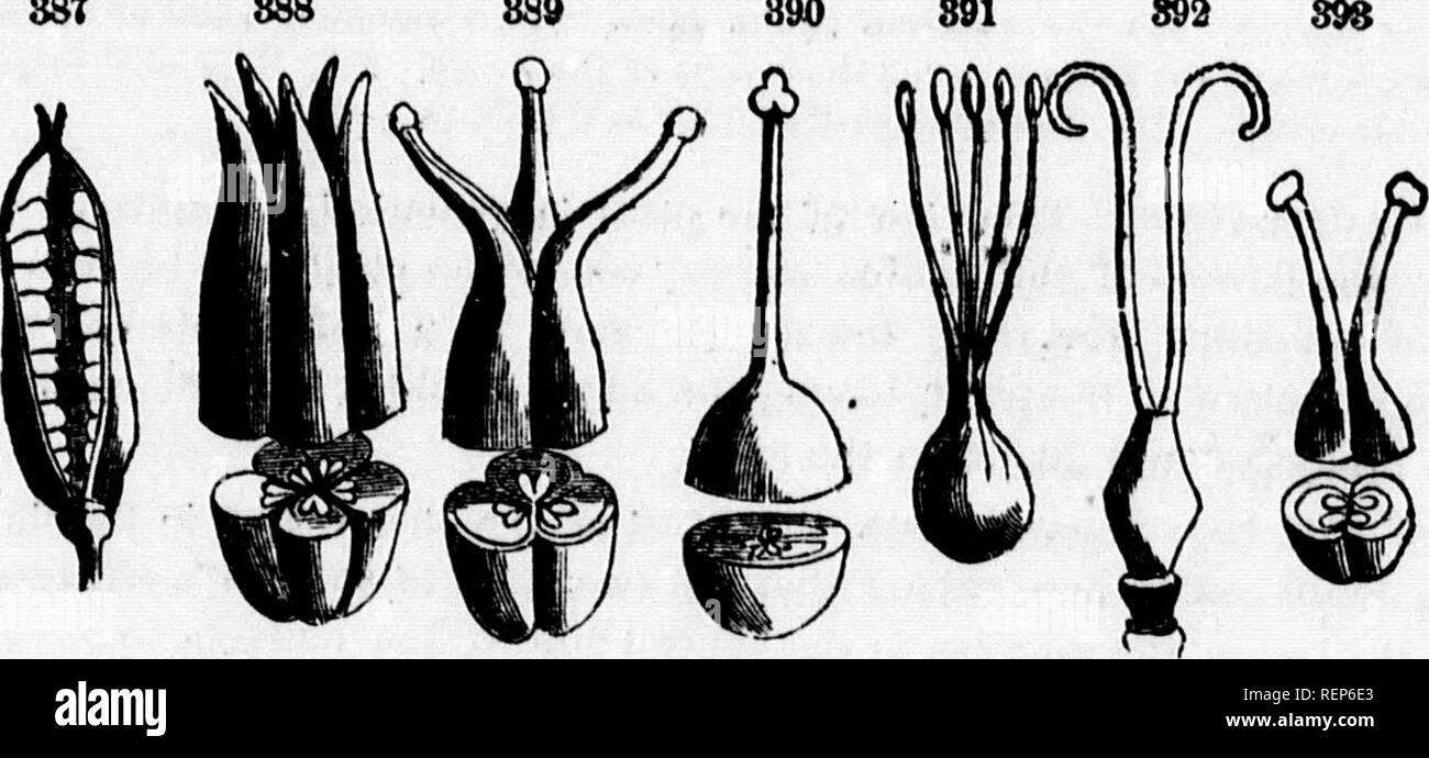 . Class-book of botany [microform] : being outlines of the structure ...