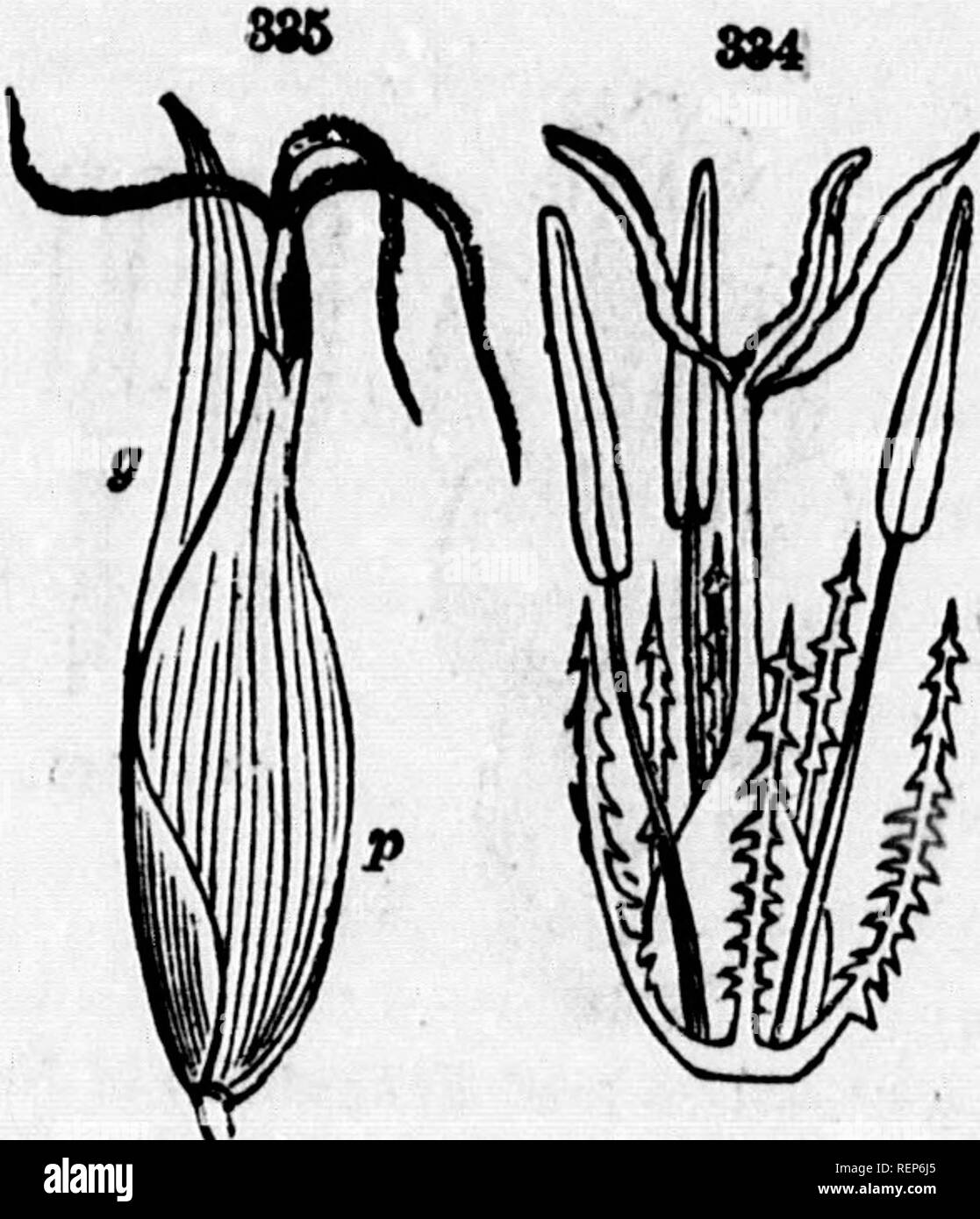. Class-book of botany [microform] : being outlines of the structure, physiology, and classification of plants : with a flora of the United States and Canada. Botany; Botany; Plants; Plants; Botanique; Botanique; Plantes; Botanique. THK FLORAL ENVELOPS, OR PKHIANTH. 99. 488. Pemgynium is the name given to the urceolate perianth of Carex, in- venting the ovary but allowing the style to issue at its summit. It is evidently composed of two united oepals. 489. Glumes and pales represent the floral envelops, or rather the invo- lucre of the Grasses. Tiieir alternating arrangement clearly distinguis Stock Photo