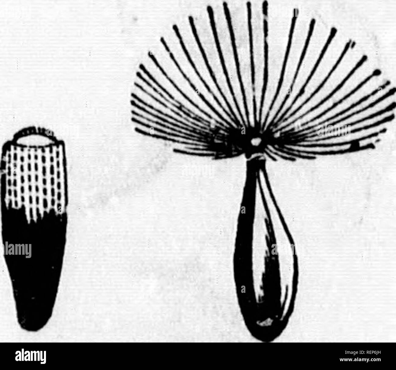 . Class-book of botany [microform] : being outlines of the structure, physiology, and classification of plants : with a flora of the United States and Canada. Botany; Botany; Plants; Plants; Botanique; Botanique; Plantes; Botanique. Cypsela (incorrectly called acheniuin) of the Composltm, with various forms of pappus. 829^ Eclipta proctitnb(-^s, no pappus. 329, Ambrosia tiifida. 830,Heliantliu* grosso-serratus, pappus 2-.-»wned. 831, Ageratuni conizoides, pappus of five scales. a32, Mulgedium. capillary pappus —cyi)sela slightly rostrate. &amp;©, Laotuca eiongata, rostrate cypsela. 486. OTHEn  Stock Photo