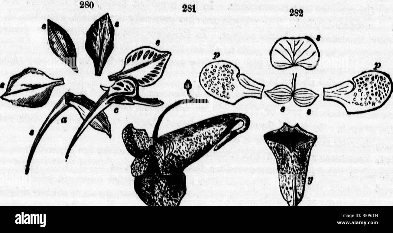 . Class-book of botany [microform] : being outlines of the structure, physiology, and classification of plants : with a flora of the United States and Canada. Botany; Botany; Plants; Plants; Botanique; Botanique; Plantes; Botanique. violet, one petal only. In larkspur a noTnl ^J^ , .' 'P&quot;&quot;'^' ^&quot; latter inclosig that'of the forte^'^' Tl:^, :;j: *^ ^P-,^^^^e belongs to a sepal. (280 281) ^ *^'^ jewel-weed or corona, with its parts all blended into a t^b &quot;or Z '^ &quot;&quot;&quot;&quot;'. n»w«, of DolpU„i„m conioM, (,„„„„„„ ,„v&gt;. Please note that these images are extracted Stock Photo