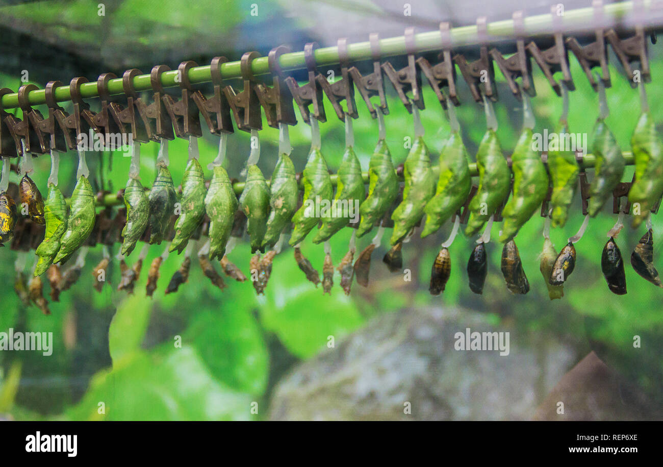 butterfly farm. butterflies on flowers and twigs. selective focus