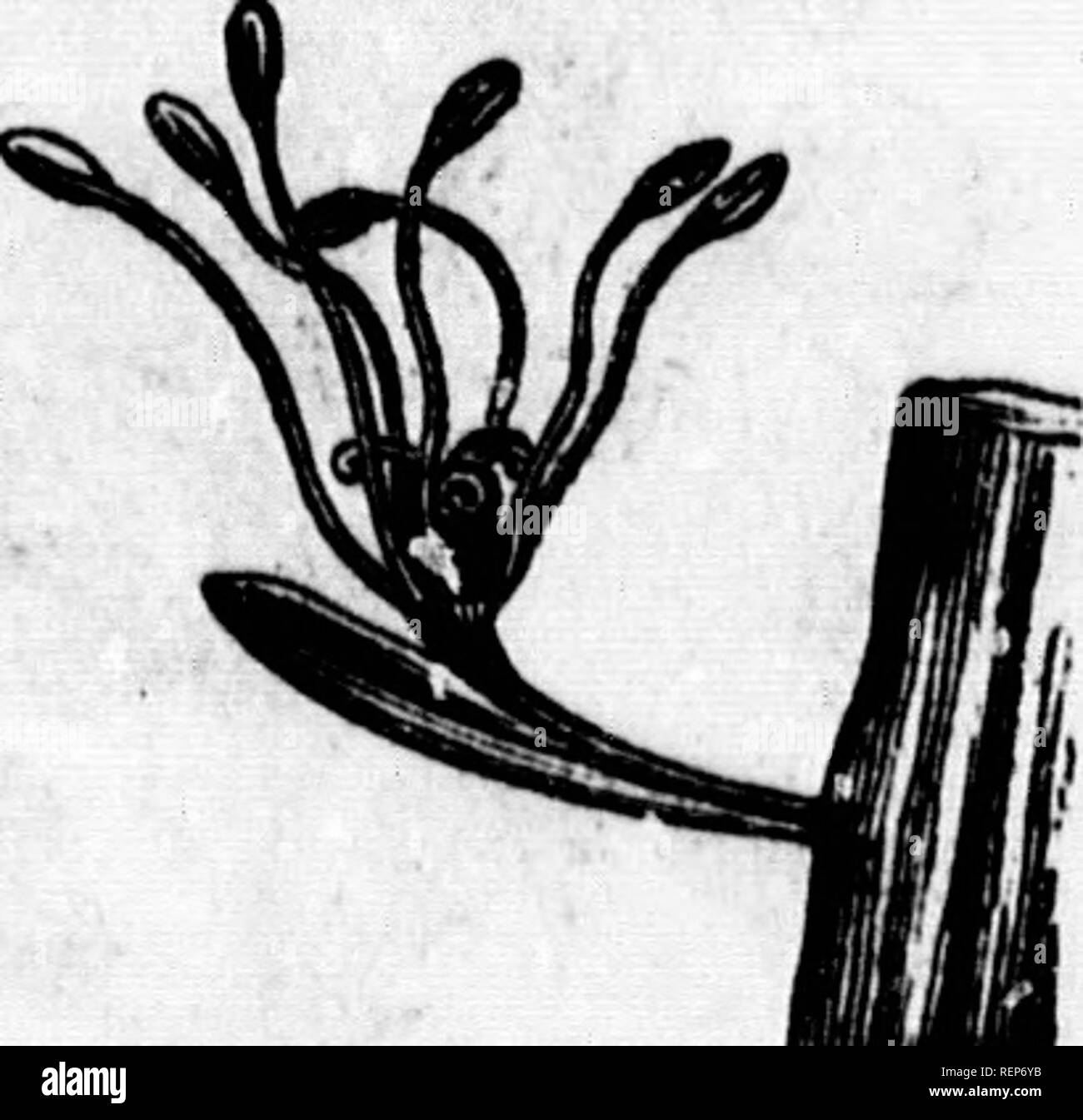 . Class-book of botany [microform] : being outlines of the structure ...