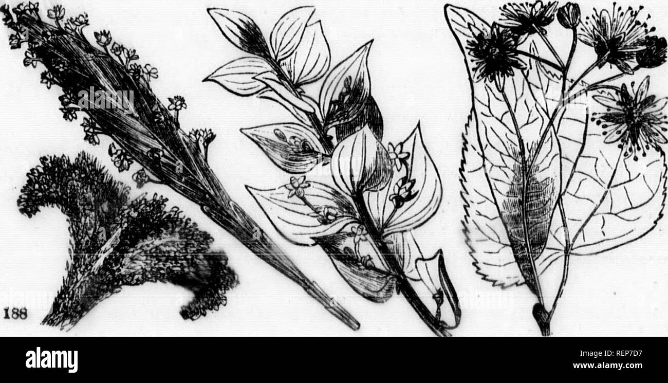 . Class-book of botany [microform] : being outlines of the structure ...