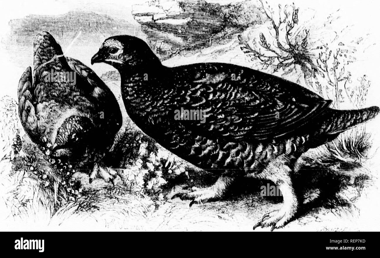 . The illustrated natural history [microform]. Birds; Natural history; Oiseaux; Sciences naturelles. 8 *^ . rf^i^^i :1. 111,11 (iliiii'si-: --/,y,;,,;,â., ,s-,-,;,',vâ,,-. iiih-isiHTs.Ml wit 1 l(.;itlu.rs. ami plac's il on tli.. orâini,l iiiul,a- 1].,. shell,t ,,!' a licallua'-tiill As s,M,n as hatclu.l, 111,. ,v,,iin- aiv aM,&quot; In nui almni, an.l a.v Ir.! I., r.v.l l,v hull, ,,a,vât.' JIu-s,. i.inis ar.'.i^-n.atjv iM.psr.nlr,! l,v spnr|.s,n,.,i; l,ât, in spii,. âr Hn-ir annnal Inssrs m- iiicivas,. ratii.T tiiaii ,linninsli ni nnnilnT, cx.M.pt in scasoiis like Ihr p,vs,.âl ilNlili vliri Stock Photo