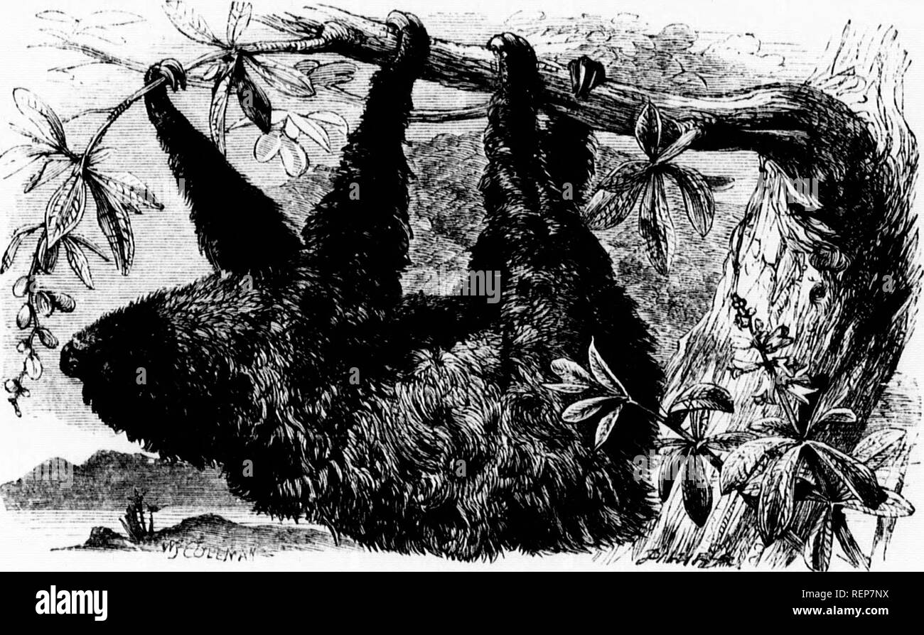 . The illustrated natural history [microform]. Mammals; Natural history ...