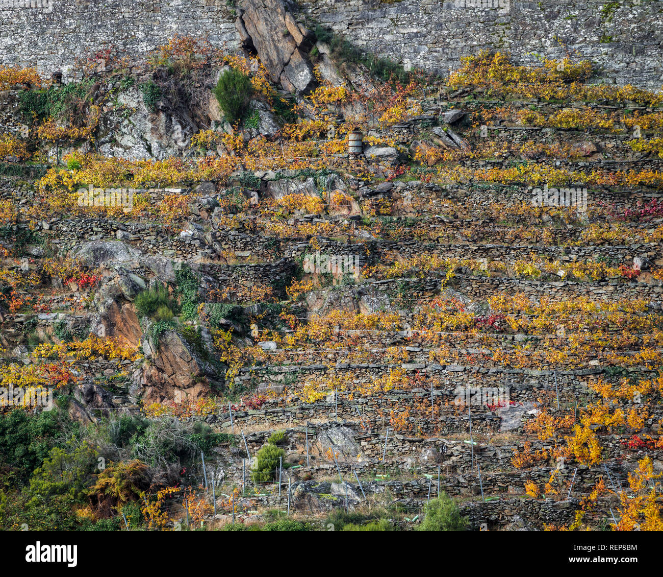 Centennial terraces for vineyards, still in use in the Ribeira Sacra, Galicia Stock Photo