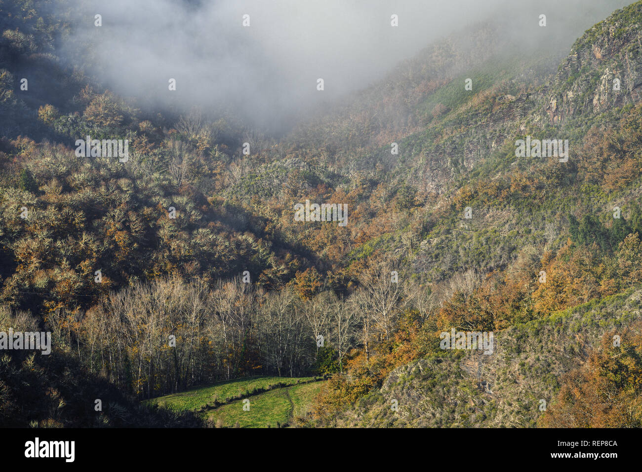 Morning mist over a wooded valley, in the mountain of Lugo, Galicia Stock Photo