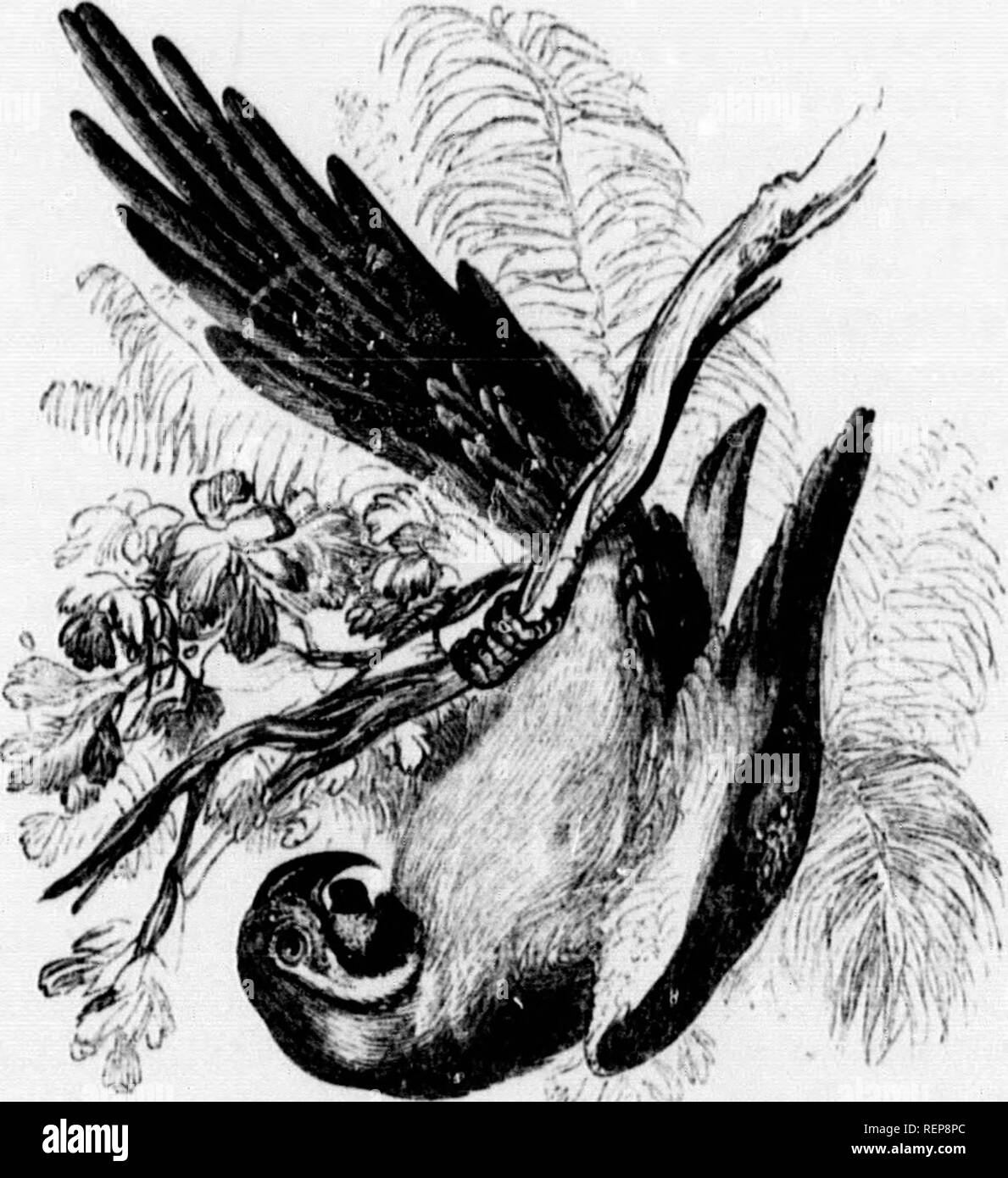 . The illustrated natural history [microform]. Natural history; Sciences naturelles. 2!).S NATURAL nisTonr, in Iciif^tli. Tlicso birds, together with the hoopoes and hornbiils, have u habit of throwing their food down theii' throats with a pecuHar jerk of the bill. I !1 4 Family II. PsittacTdic. Macrocercus.—(Or. J/latpSs, great; moms, tail.). Araraima, the Blue and Yellow Macaw. Many naturalists imagine, and with some reason, that tiie Psittacida; oxight to bo formed into an order by themselves. In this fixmily the construction of the bill is very i-emarkable. As the ciu'ved tip of the bill w Stock Photo