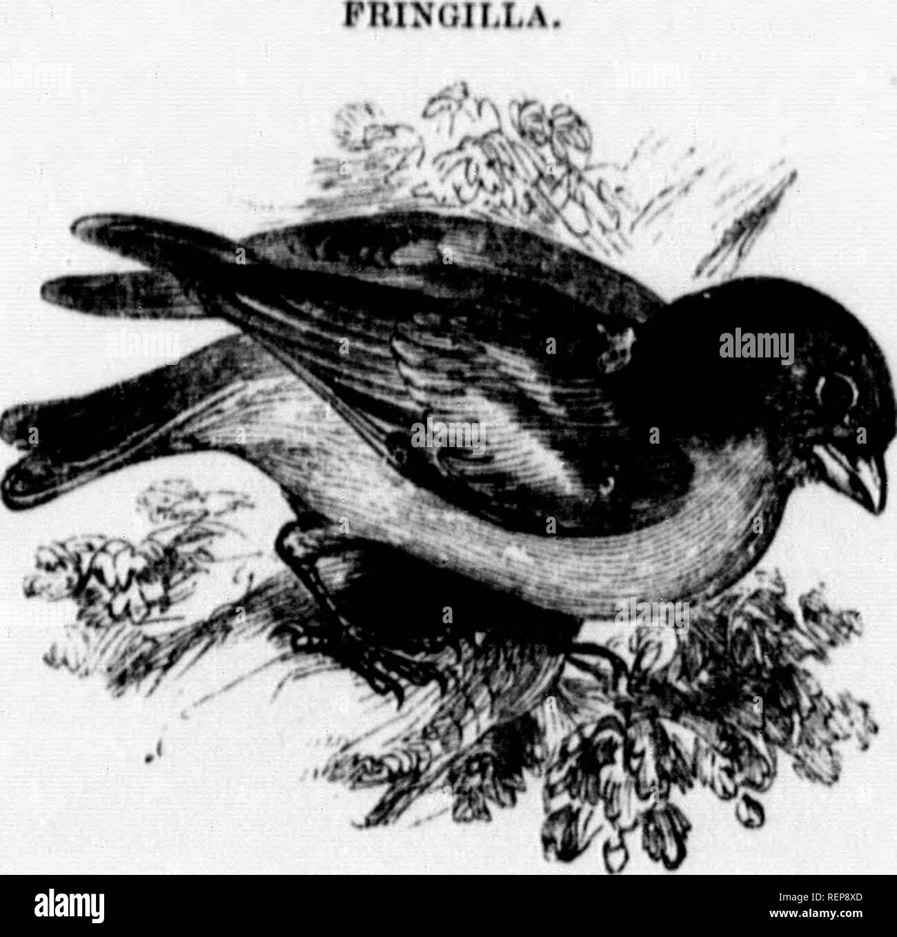 . The illustrated natural history [microform]. Natural history; Sciences naturelles. '2HR NATLHAL IIISTOnV. &quot;Tho Smkin is ii common bird in nil the iii&gt;:li |iurtM of AlieidL'ciishiro, wliich uhouud in fir-woodH. Thoy kmii&lt;i jjoucnilly near tlio extroiuiticH of tho linvnciics of tall fir-trecH, or near tho Hummit of the tree. Sometimes tho nest is found in |)lantatiouH of younj^ fir-wood. In one instance I m«t witli a nest not thrco feet from tlvo gi-oimd. I visited it every day until four or five e^gH were deposited. During; incubation tlio femulo showed no fear at my aiiproacL On b Stock Photo