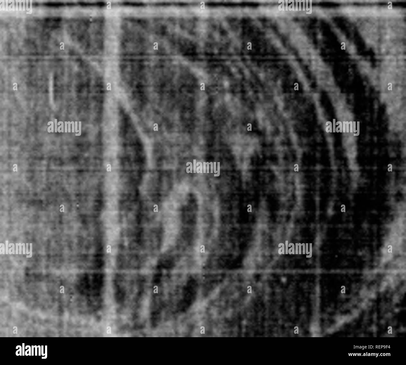 Teredo Black and White Stock Photos & Images - Alamy