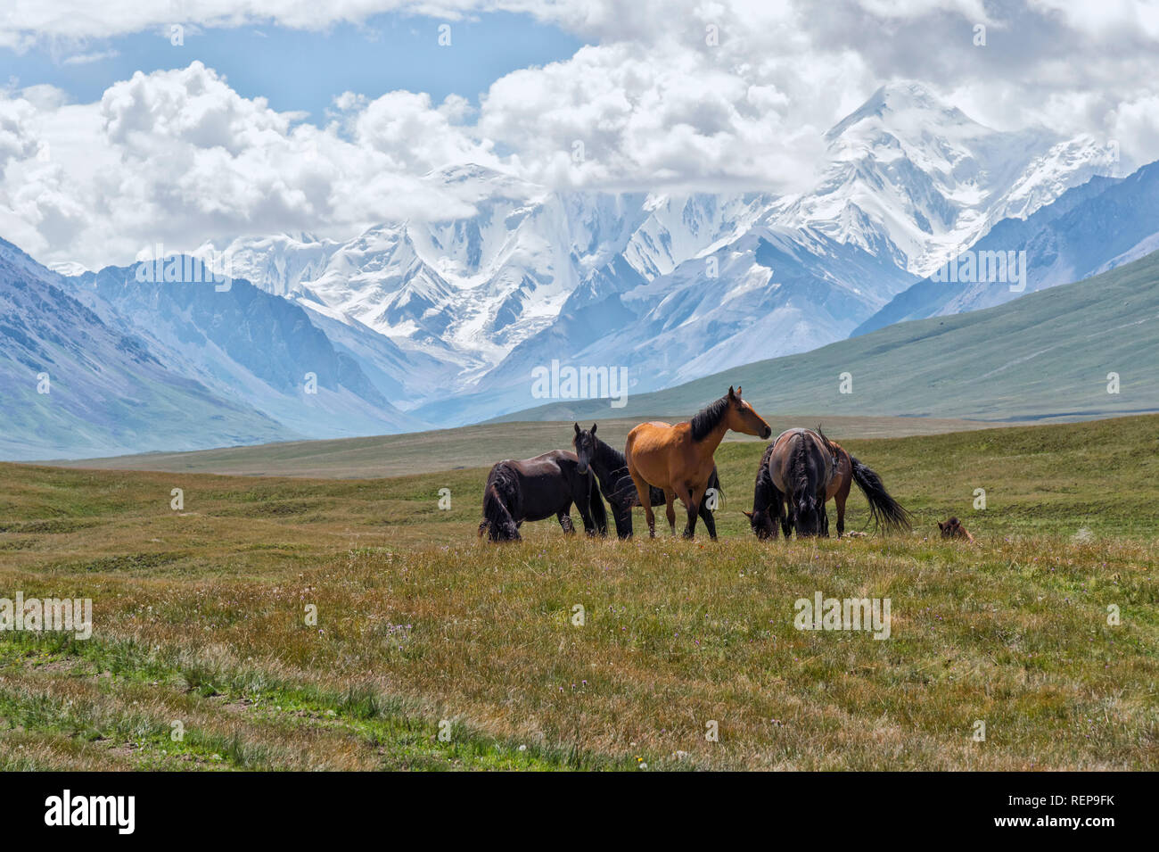 Horses Grazing In Front Of Tien Shan Snow capped Mountains Sary Jaz 
