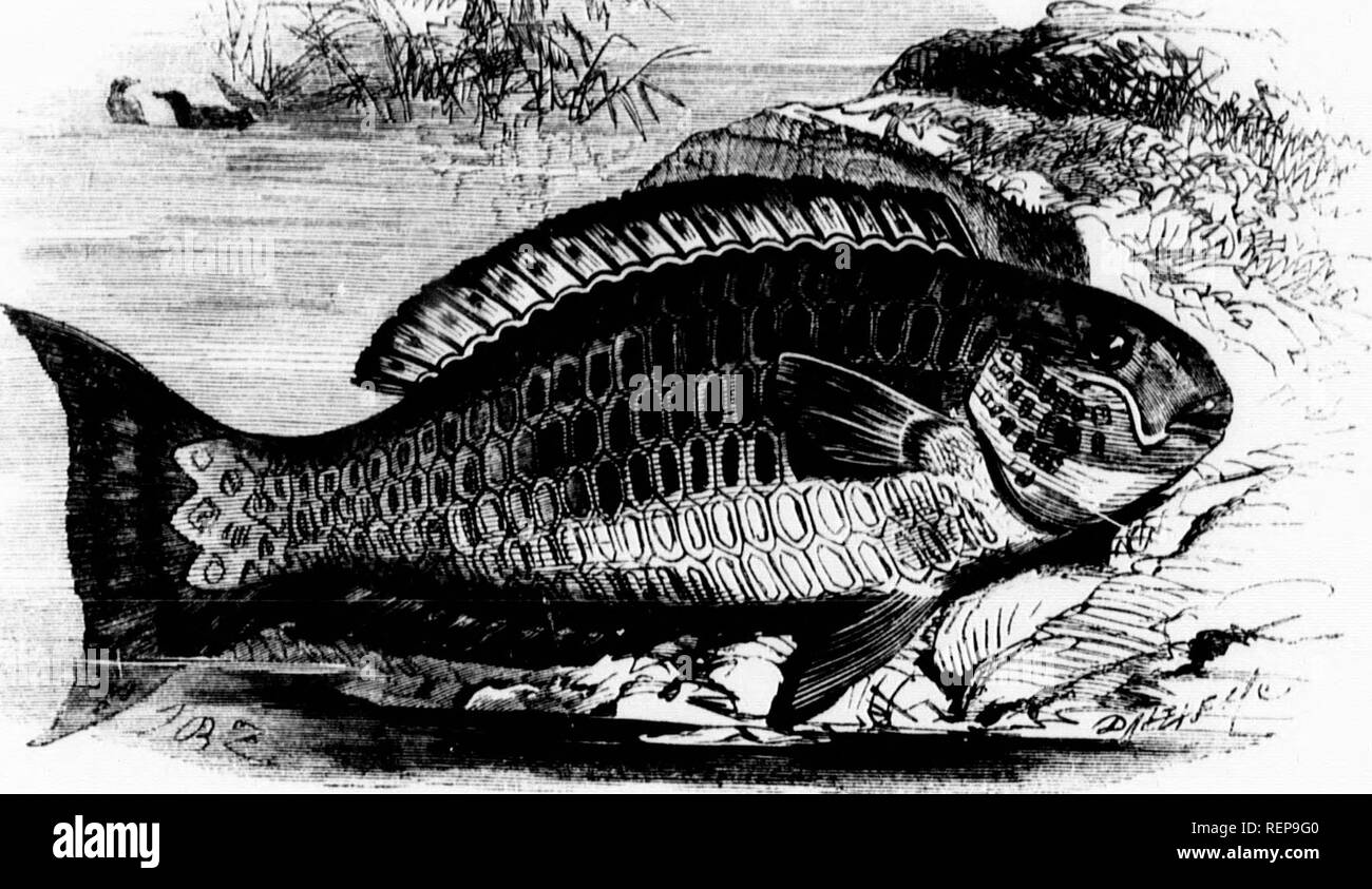 . The illustrated natural history [microform]. Reptiles; Fishes; Mollusks; Natural history; Reptiles; Poissons; Mollusques; Sciences naturelles. m is seized and. TESSELATED PARROT-FISII.-Scorns harUt. Skvekal oihev British species of the same genus are known, such as the Green Streaki:u- 1!Asse or (.REEX-FI8H {Labrus Donovani), a rather rare but very beautifully colouiL.aii.sl&gt;, almost wholly n,,.eu and slightly streaked. Some naturalists tliink that this is only the young ot the preceding species. The most curiously decorated liritish species IS lowoyer, the Ihukk-Spotted Wkasse {Labrus  Stock Photo