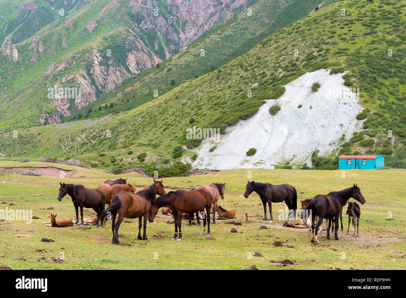 Horses In Sary Jaz Valley Issyk Kul Region Kyrgyzstan Stock Photo Alamy horses-in-sary-jaz-valley-issyk-kul-region-kyrgyzstan-stock-photo-alamy