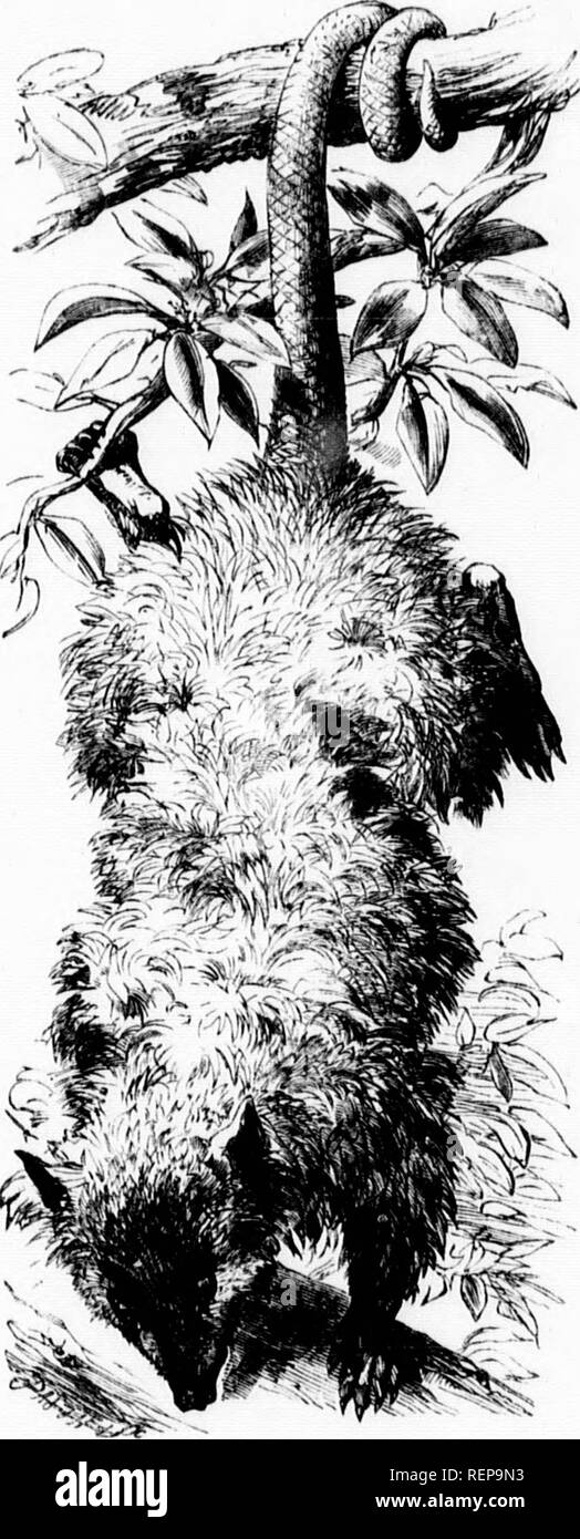 . The illustrated natural history [microform]. Mammals; Natural history ...
