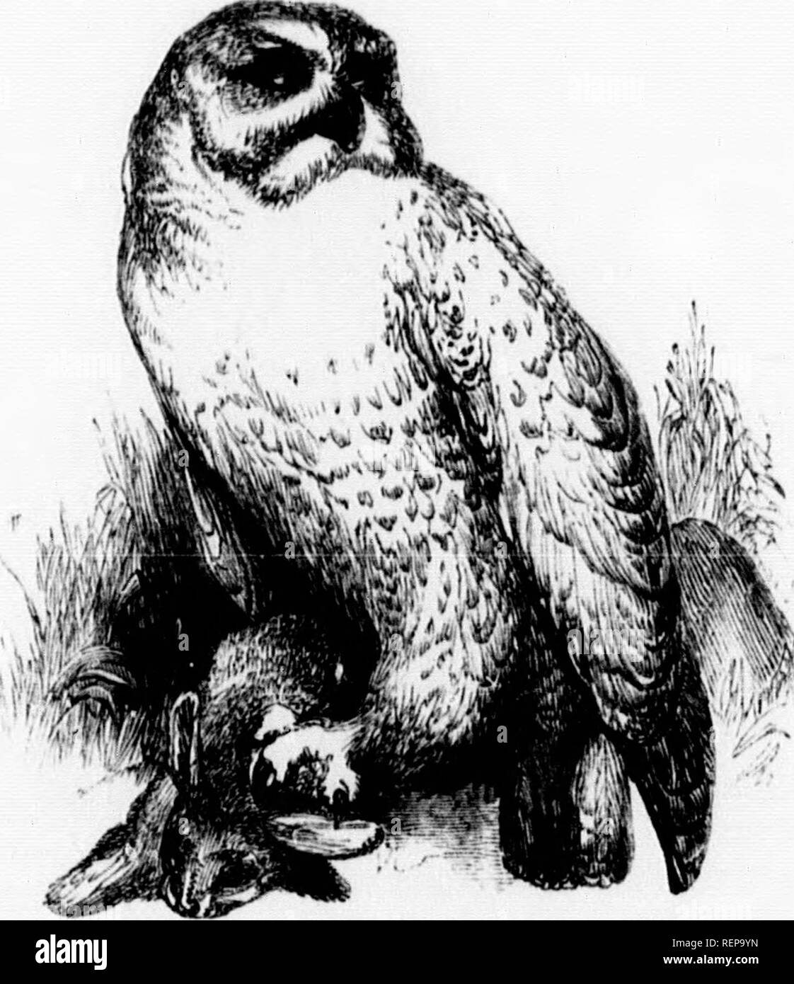 . The illustrated natural history [microform]. Natural history; Sciences naturelles. chowl. Screech-owl kind.) awk-owl. lents of the wing from d so uoiscless is their the wiud liito a tuft of s the arctic portions f round, nor is its face im which it is also dis- day. In face it l)(iai-H t builds in trees, and all owls. The e&lt;.'g8 of * white eggs by a pecu- 5t be mistaken. The to eighteen inches. NATURAL rnSTORY. NrcTEA.—(ar. N«iKTios, uightly.) 217. Nivda (Lat. »nowy), the Siwwji-'iwf. The Snowy Owl is properly an inhabitant of the north of Europe, but has more than once been discovered in Stock Photo