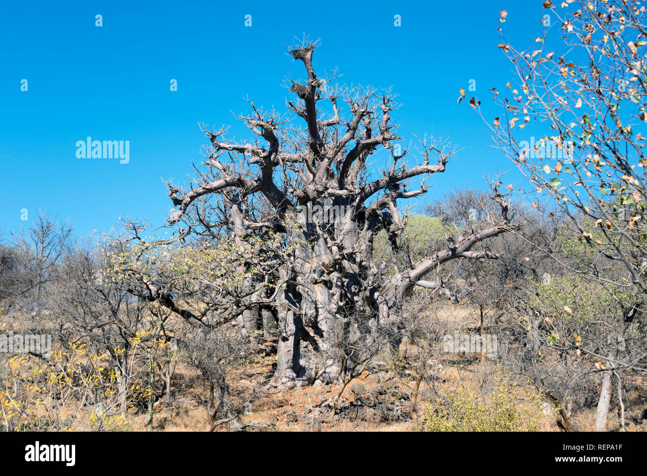Baobab Tree, Kaokoveld, Namibia, (Adansonia digitata) Stock Photo