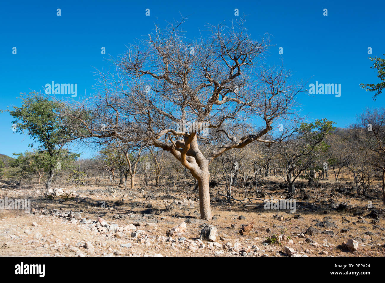 Balsam Tree, Kaokoveld, Namibia, (Commiphora glaucescens) Stock Photo