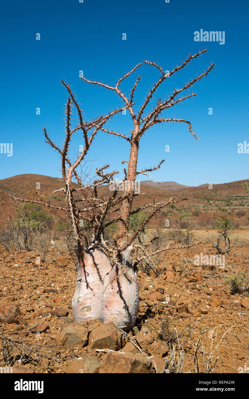 The bottle tree hires stock photography and images Alamy