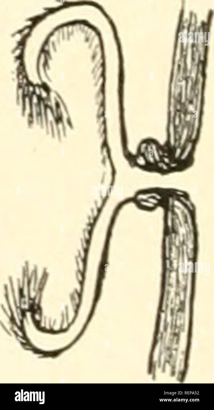 . Dr. H. G. Bronn's Klassen und Ordnungen des ThierReichs