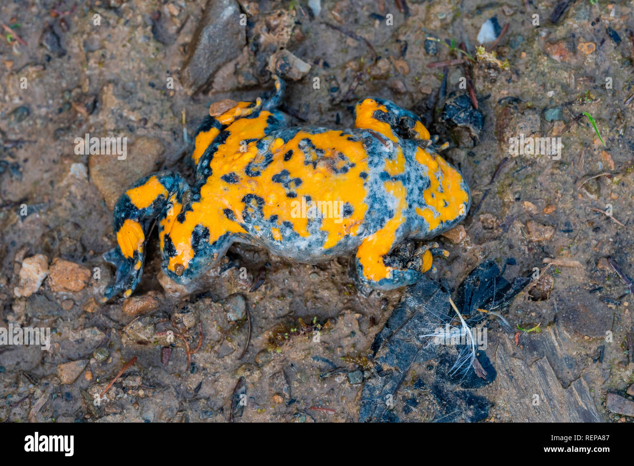 Yellowbelly Toad (Bombina variegata) Stock Photo