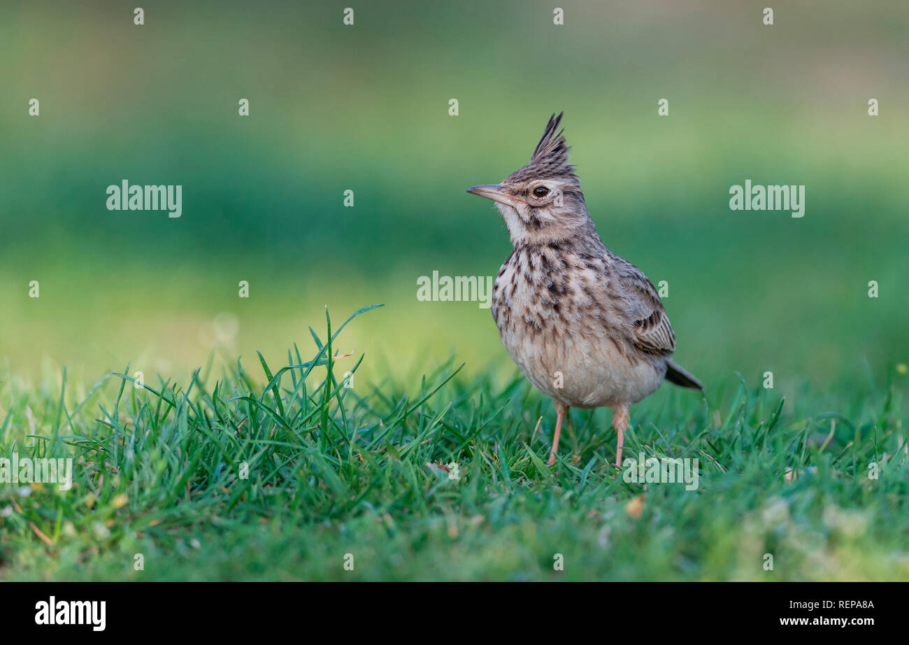 Crested Lark (Galerida cristata) Stock Photo