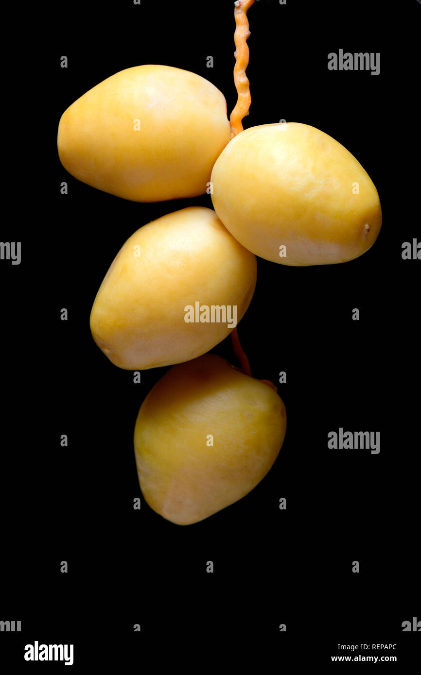 fresh dates, Bahri dates, from Namibia Stock Photo Alamy