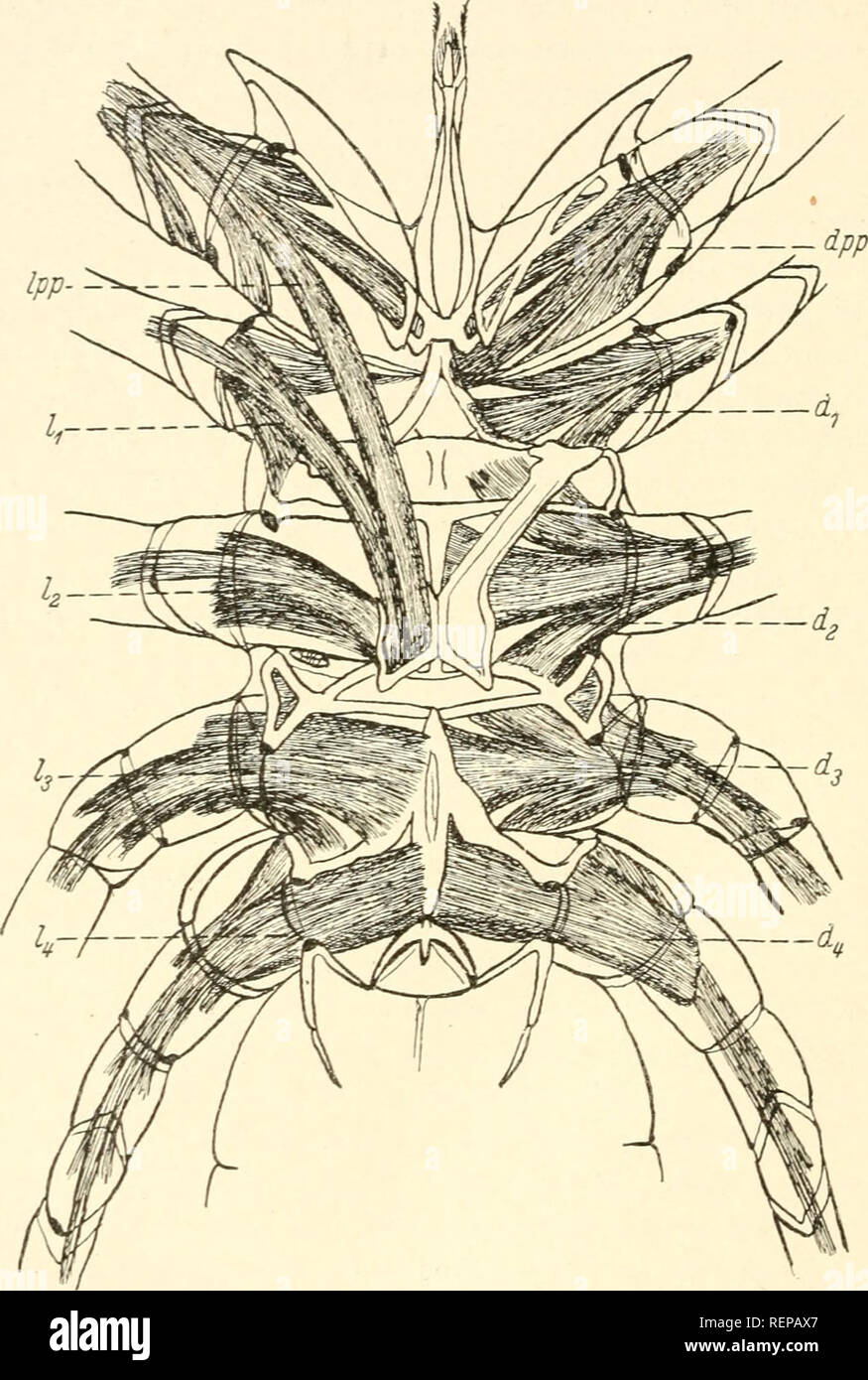 . Dr. H. G. Bronn's Klassen und Ordnungen des Thier-Reichs : wissenschaftlich dargestellt in Wort und Bild. Zoology; Mollusks; Arthropoda; Insects. 106 Solifuga oder Walzenspinnen. ohne andere Muskeln zu berÃ¼cksichtigen, und geben im folgenden bei den â¢einzelnen Muskeln ihre Figurenbezeichnung bei Kittarv (1848) im Klam- mern an. Der lÃ¤ngste und stÃ¤rkste der Levatoren ist den Pedipalpen eigen (Abb. 94. Ipp), er reicht als Levator major principalis (Kittary, 6, a) zurÃ¼ck. Abb. 94. Die Levatoren- und Depressorensysteme der Pedipalpen und vier Laufbeine â einer Solifuge (etwas schematisiert) Stock Photo