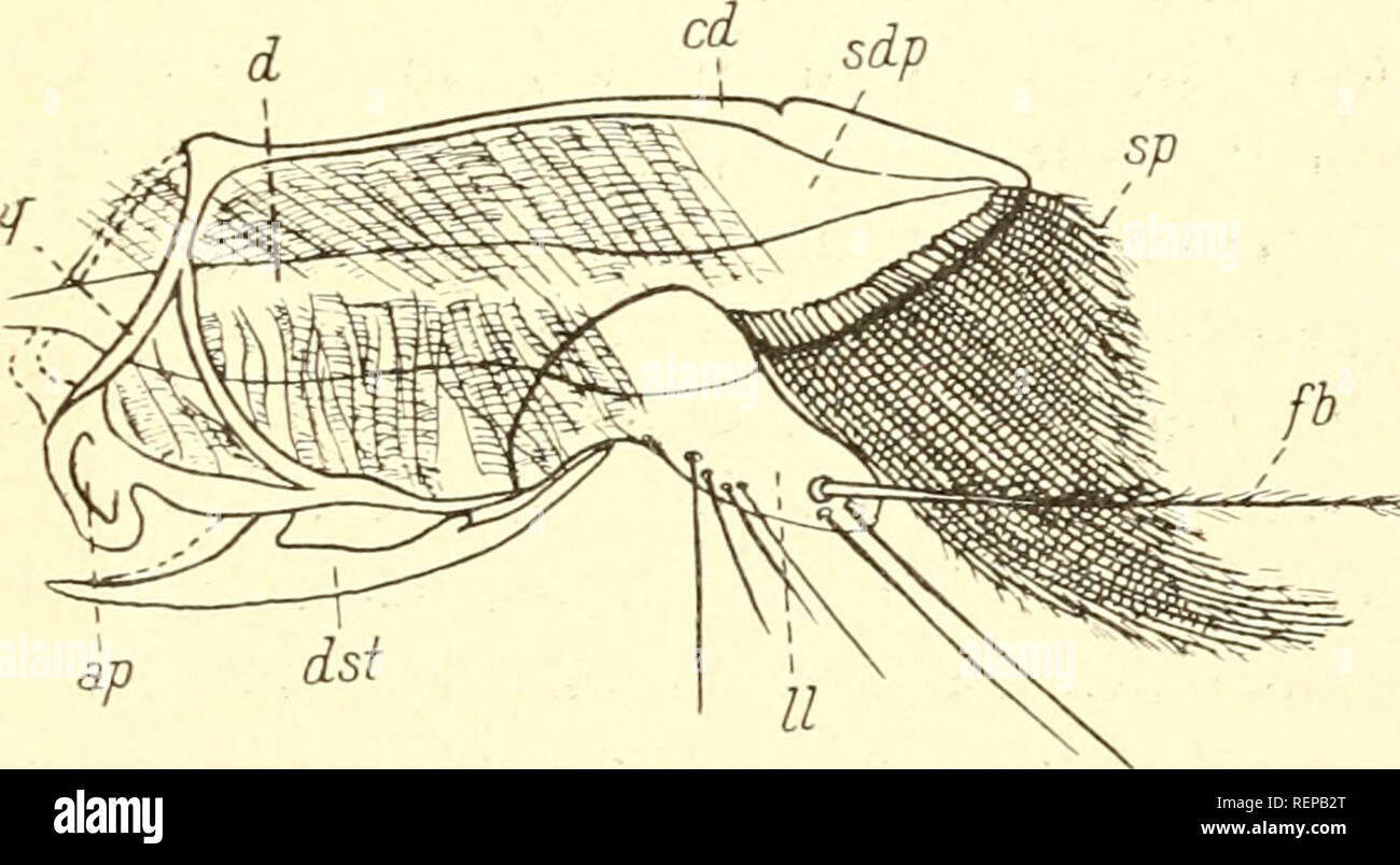 Galeodes dorsalis hires stock photography and images Alamy