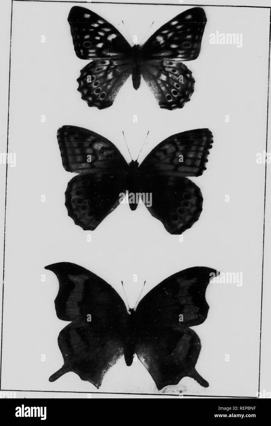 . Canadian butterflies worth knowing [microform]. Butterflies; Papillons. Ill It I. i If ii 111. I'mm ilniirn,,/.'- /.// H'. /, linrruft ^11 iMiijt.s .')i7-.'i; TllKK.i: K.Mi'KHOU m TTKHIMI.S ''&quot;'&quot;' ^'p^y KxifHTor. ffiiialt&quot; (fup) I lie Tawny KinrxTor. foinale (ml â lU) nic(;o,itttoc.| Kiiincror. fciM.ilr /Â«,//,ââÂ». Please note that these images are extracted from scanned page images that may have been digitally enhanced for readability - coloration and appearance of these illustrations may not perfectly resemble the original work.. Weed, Clarence M. (Clarence Moores), 1864-19 Stock Photo
