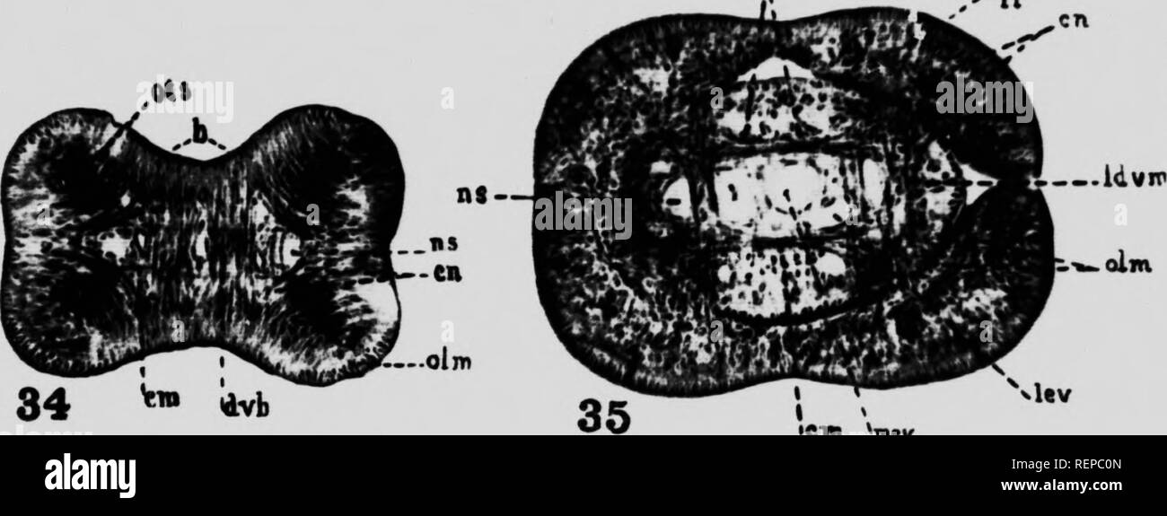 . A new cestode from Amia Calva L [microform]. Cestodes; Vers; Cestoda; Worms. rRANS. ROYAL CANADIAN iNST. Lm* VOL. X. PLATE vn. 34 ^ iivk •CTR ^mv. Please note that these images are extracted from scanned page images that may have been digitally enhanced for readability - coloration and appearance of these illustrations may not perfectly resemble the original work.. Cooper, Arthur Reuben, b. 1888. [Toronto?] : The University Library ; pub. by the Librarian Stock Photo