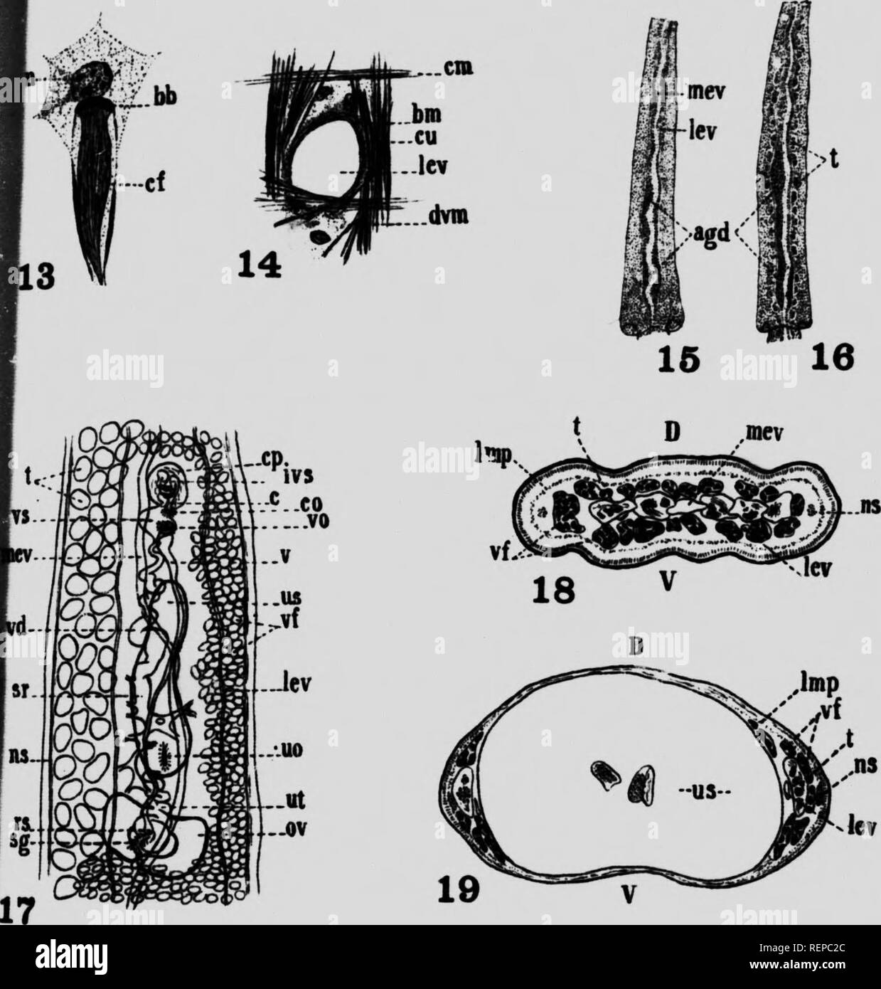 . A new cestode from Amia Calva L [microform]. Cestodes; Vers; Cestoda; Worms. VOL. X PUATB V. Please note that these images are extracted from scanned page images that may have been digitally enhanced for readability - coloration and appearance of these illustrations may not perfectly resemble the original work.. Cooper, Arthur Reuben, b. 1888. [Toronto?] : The University Library ; pub. by the Librarian Stock Photo