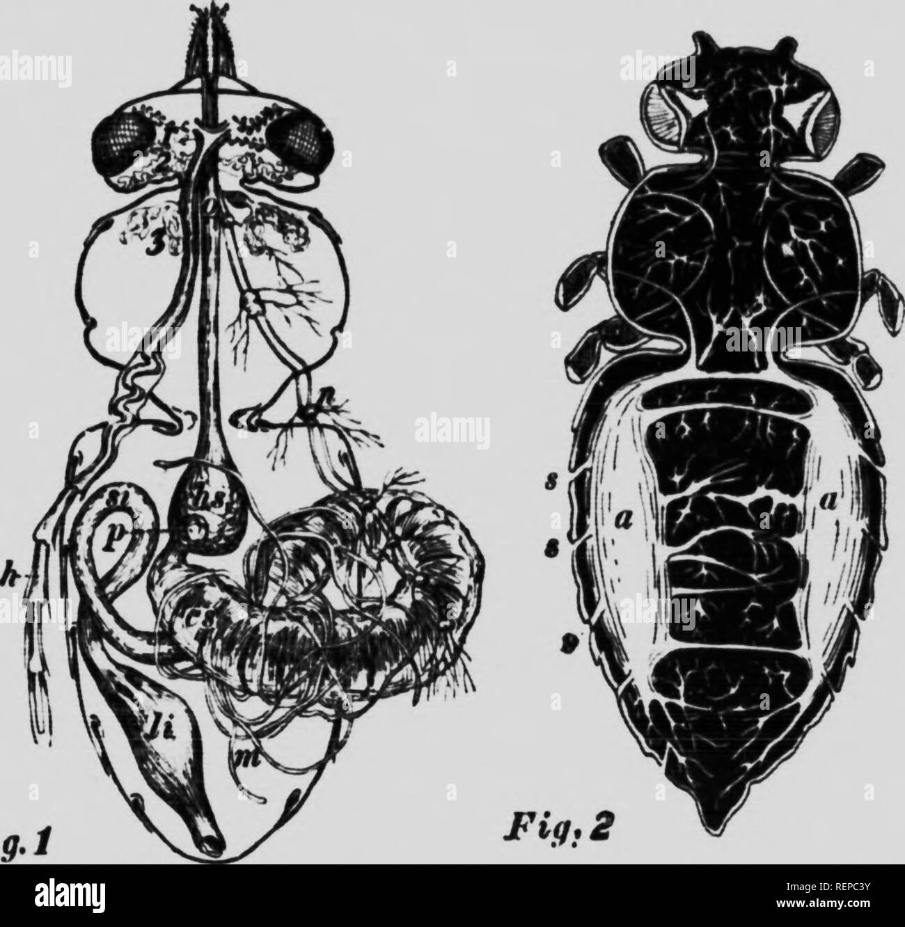 . How to keep bees [microform] : a handbook for the use of beginners. Bee culture; Bees; Apiculture; ApoÃ¯dÃ©s. JI.AIK XXV I. (,i 1 Tlie repniHuc live crRaiis ..f the l..,mv-lne ( Krr.m Lciukart, slinhtv modilu-&lt;l ) Kk.. i.-Kt-pnidm tiv,- r.rK.ins âl ,i n : ,- .- &lt;.v,.ru;s ; ,.,/, âv.diM t ; c. s,*rni.itlif.M : c kI.huI ; /*. poisMi, m. &lt; ...im-, ted Â«illi tiiiK- hi... i- Ke|in..luiluu,.r){.iiis,,Udrmn;: /./. tcsti-s ; 7-. .is .Irtcrens â¢ niin.il s.iLs ; w, w. mm i.ii- gUmU : ,-,/, ej.iculiK.rv duct ; /â¢. poiu li ..r bulb tl , ..â¢.,,ââ, viLs ; w w. mil, im- Kian.ls ; ,-,/, ej.icu Stock Photo