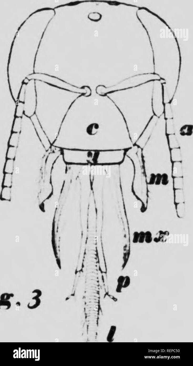 . How to keep bees [microform] : a handbook for the use of beginners. Bee culture; Bees; Apiculture; Apoïdés. Ff/ir. Please note that these images are extracted from scanned page images that may have been digitally enhanced for readability - coloration and appearance of these illustrations may not perfectly resemble the original work.. Comstock, Anna Botsford, 1854-1930. Toronto : Musson Stock Photo