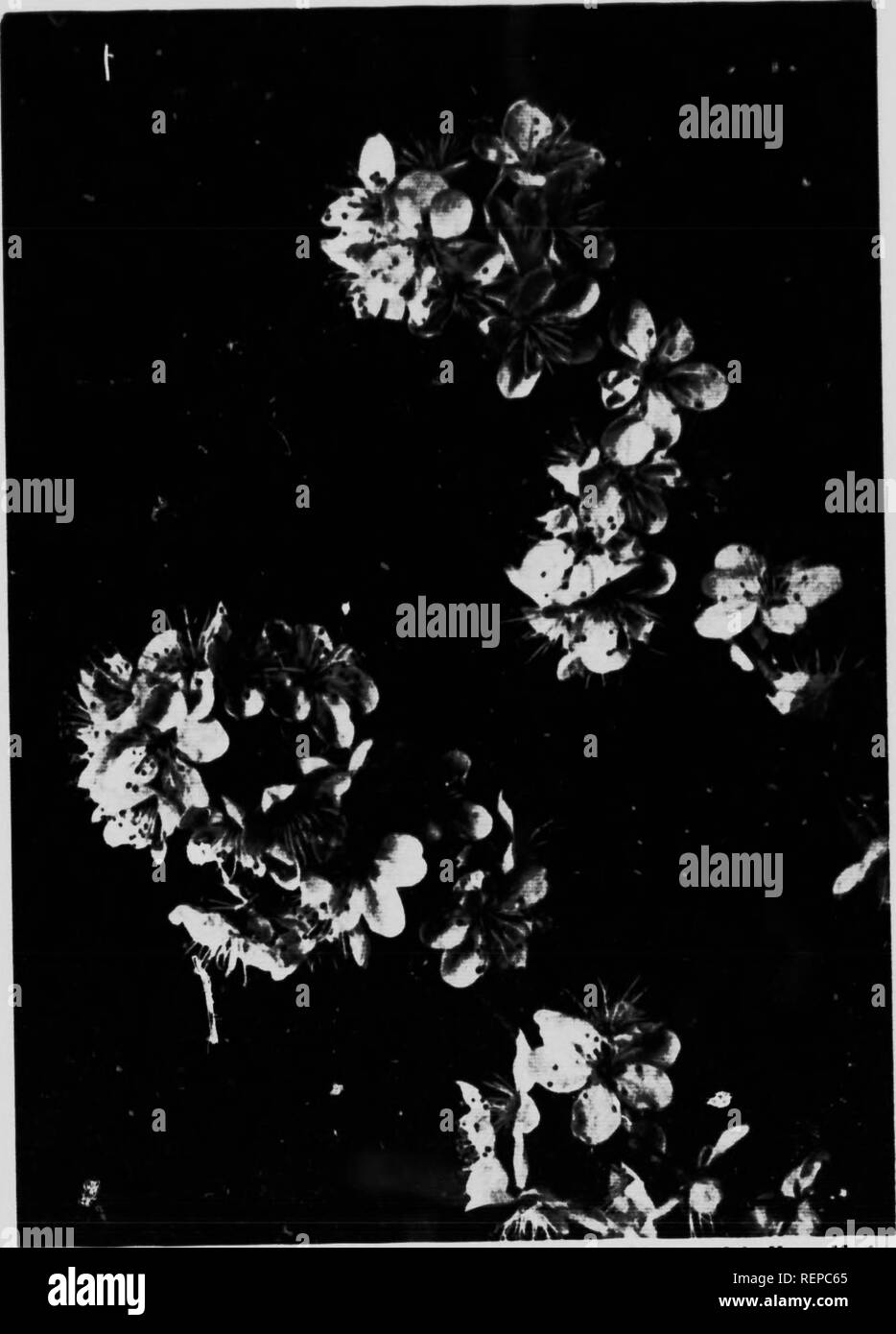 . How to keep bees [microform] : a handbook for the use of beginners. Bee culture; Bees; Apiculture; Apoïdés. Photozruph by Vtrne Morton PLATE XXIII. PI-UM BLOSSOMS The fruit-bloom is a great aid to tlie bees wliile rearing their brood.. Please note that these images are extracted from scanned page images that may have been digitally enhanced for readability - coloration and appearance of these illustrations may not perfectly resemble the original work.. Comstock, Anna Botsford, 1854-1930. Toronto : Musson Stock Photo