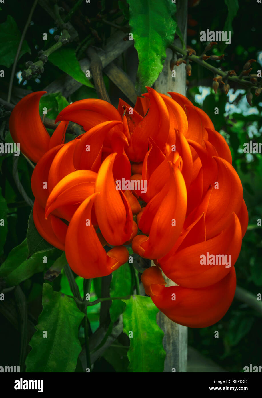 Beautiful bright red mucuna bennettii flowers Stock Photo