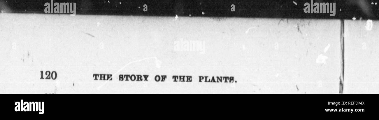 . Plant life [microform]. Botany; Botanique. THE 8T0RT OF THE PLANTS. alike bo as aimost to resemble a sirgle row or perianth. There is one more point about the flowering- rush to which 1 would like to allude before going on to the other threefold flowers, and that is this. In arrowhead and water-plantain the carpels are very numerous, but each one-seeded. In flowering-rush, on the other hand, which has a larger and handsomer blossom, more attractive to insects, they are reduced to six; but these SIX have many seeds in each, bo that a single act of fertilisation suffices for eaoh of them. You  Stock Photo
