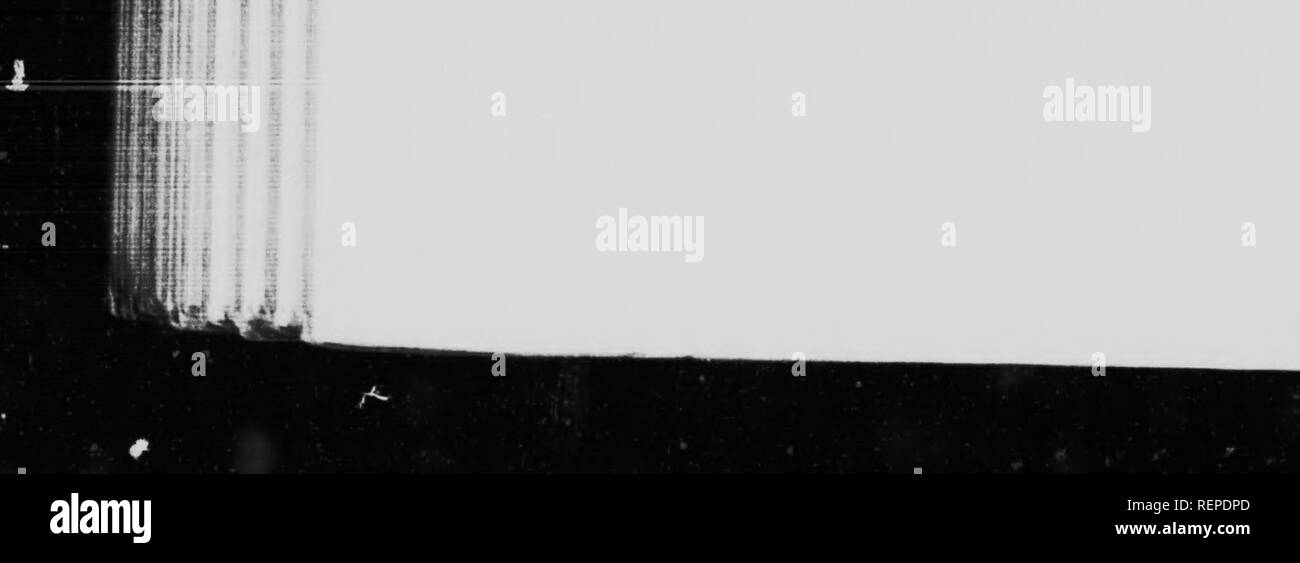 . The humble-bee [microform] : its life-history and how to domesticate it with descriptions of all the British species of Bombus and Psithyrus. Bees; Apiculture; Abeilles; Abeilles; Bee culture; Bees. ^&amp;^. 5' :i; 11 I ft I i ' 'Hi* t ,i - I â &gt; r, v s ;i i t i i I 126 THE HUMBLE-BEK VII by fresh ones emerging : this can only happen if there is plenty of brood in all stages. I found it possible to save these perishing colonies by bringing them indoors, where I confined each colony in a box and fed it liberally with honey and also with pollen that I obtained from a honey-bees' comb and pl Stock Photo