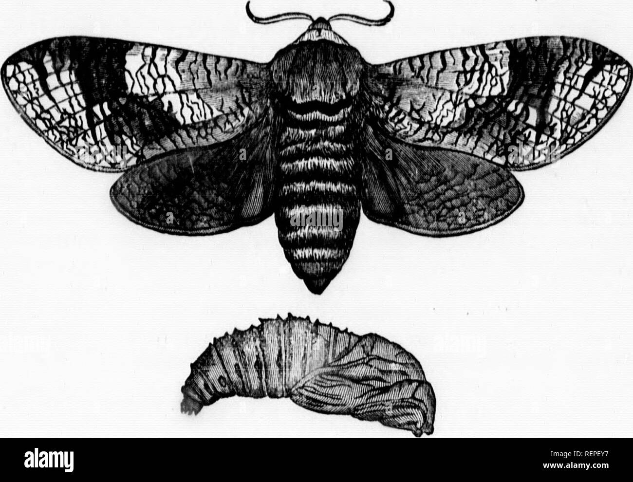 Luts Insect Lutte contre insectes Cut Out Stock Images & Pictures - Alamy