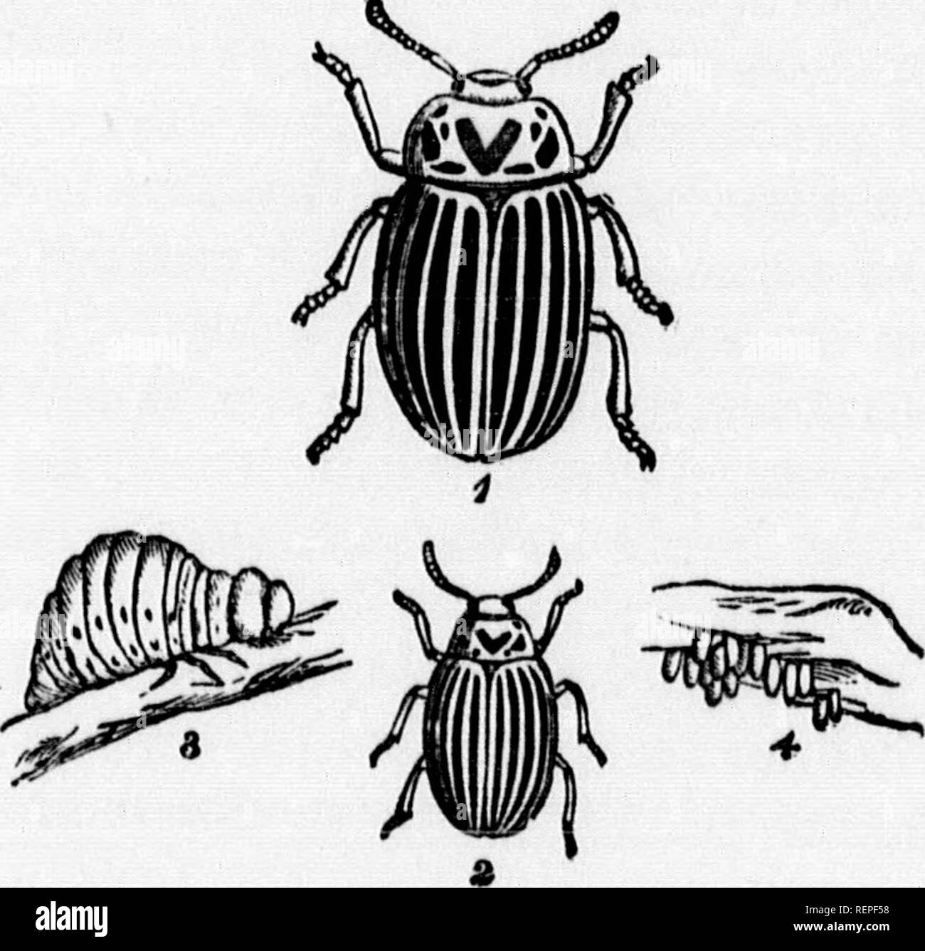 Holding insects Black and White Stock Photos & Images - Alamy