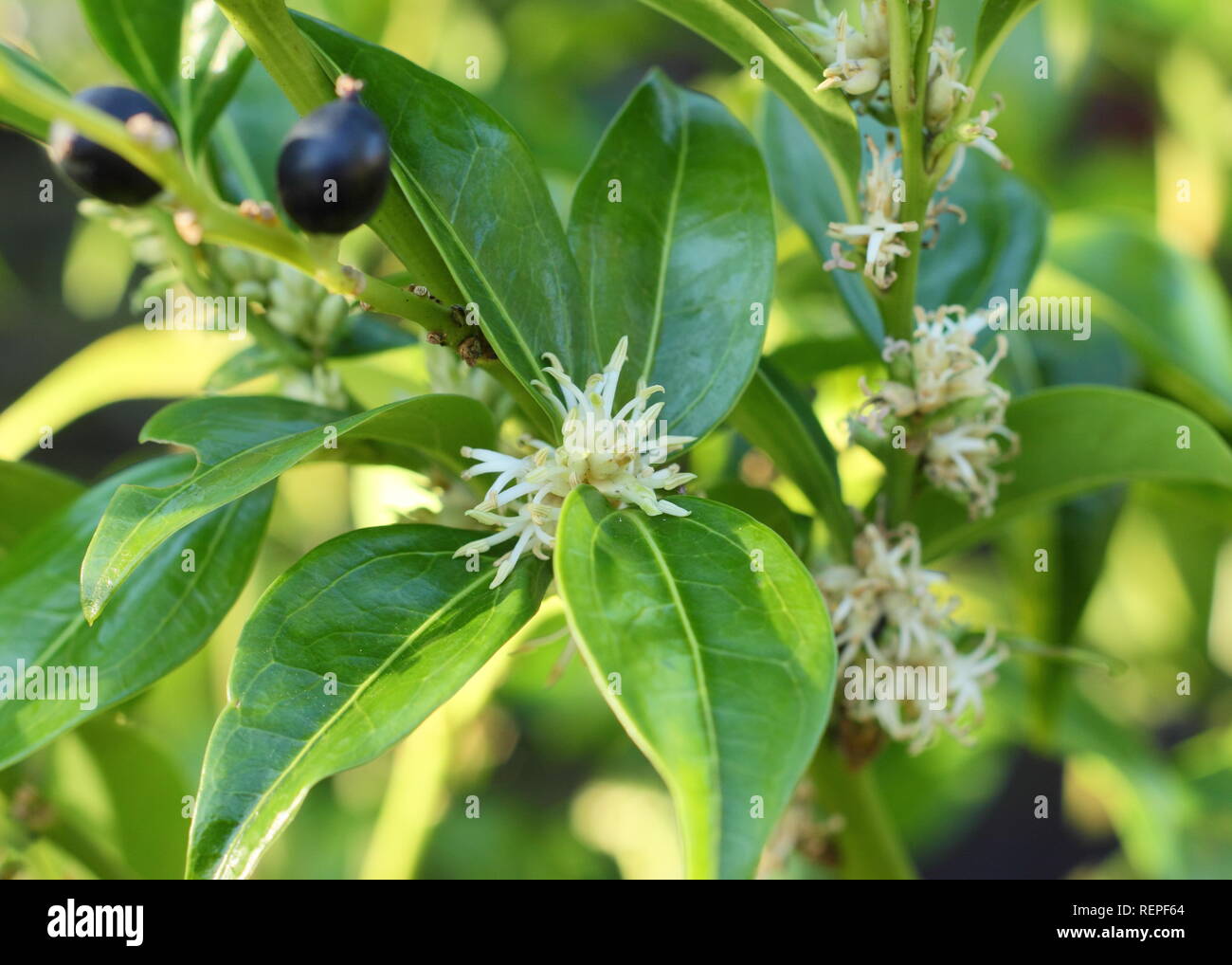 Sarcococca wallichii Berries and fragrant white flowers of Sarcococca wallichii sweet box in winter, UK Stock Photo