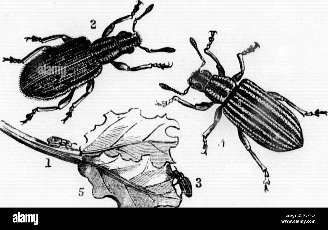 . A manual of injurious insects [microform] : with methods of ...