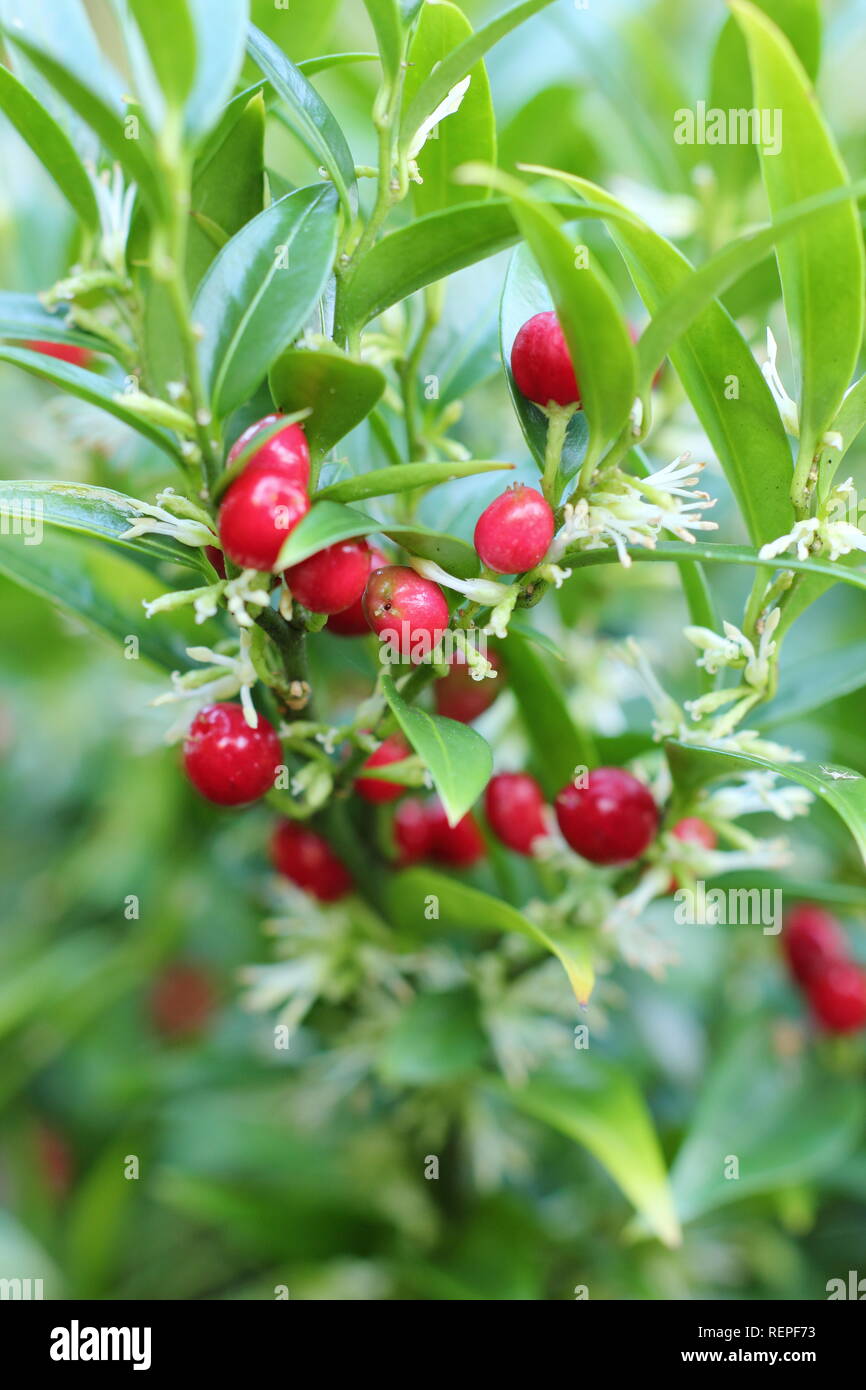 Sarcococca ruscifolia var. chinensis 'Dragon Gate'. Red berries and  fragrant white flowers of Sarcococca Dragon Gate sweet box in a winter  garden, UK Stock Photo - Alamy