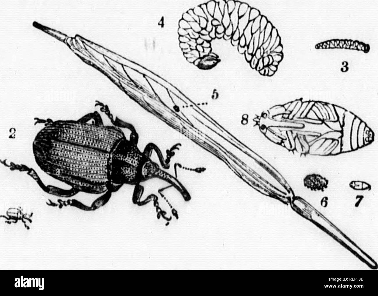 . A manual of injurious insects [microform] : with methods of ...