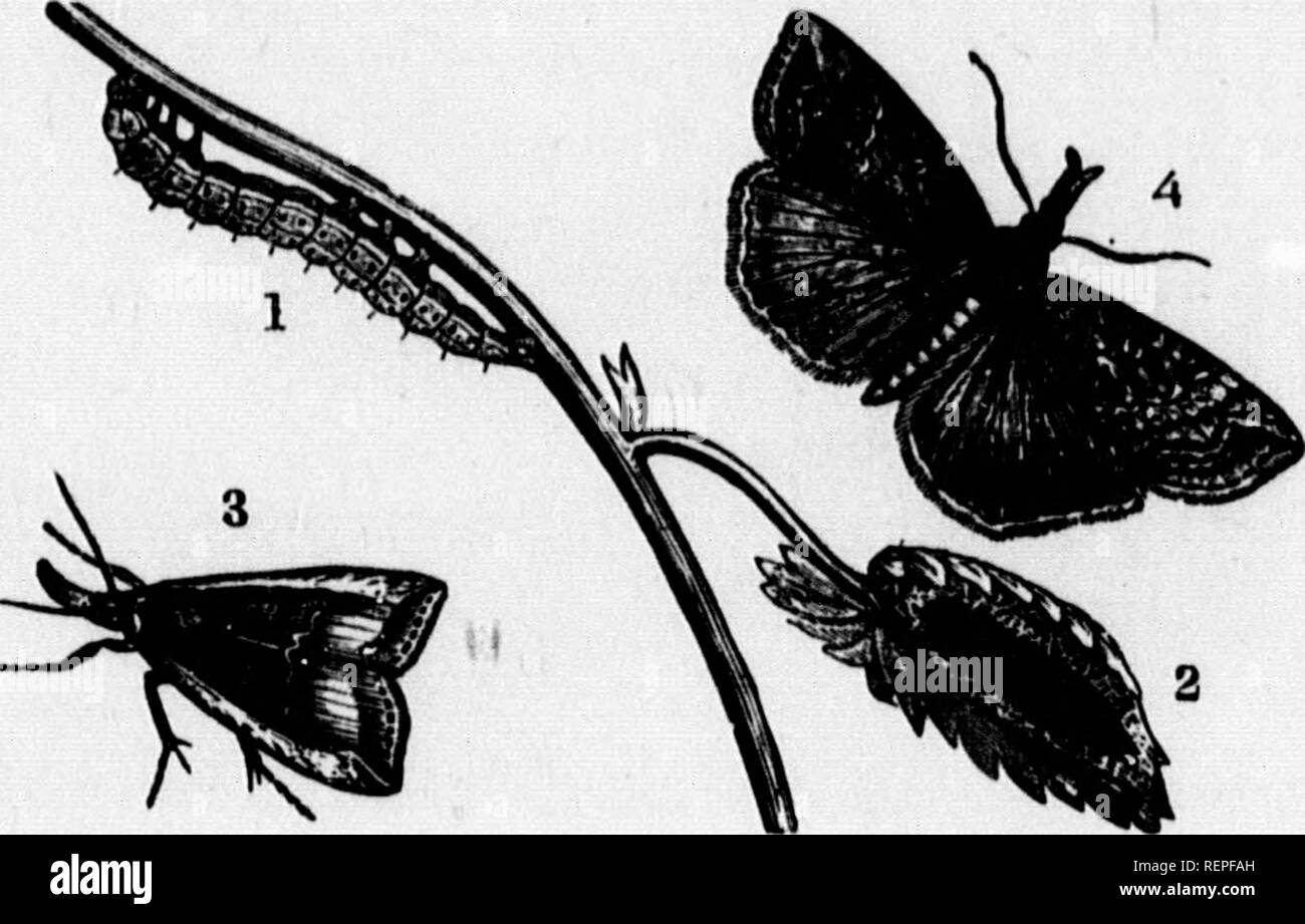 . A manual of injurious insects [microform] : with methods of ...