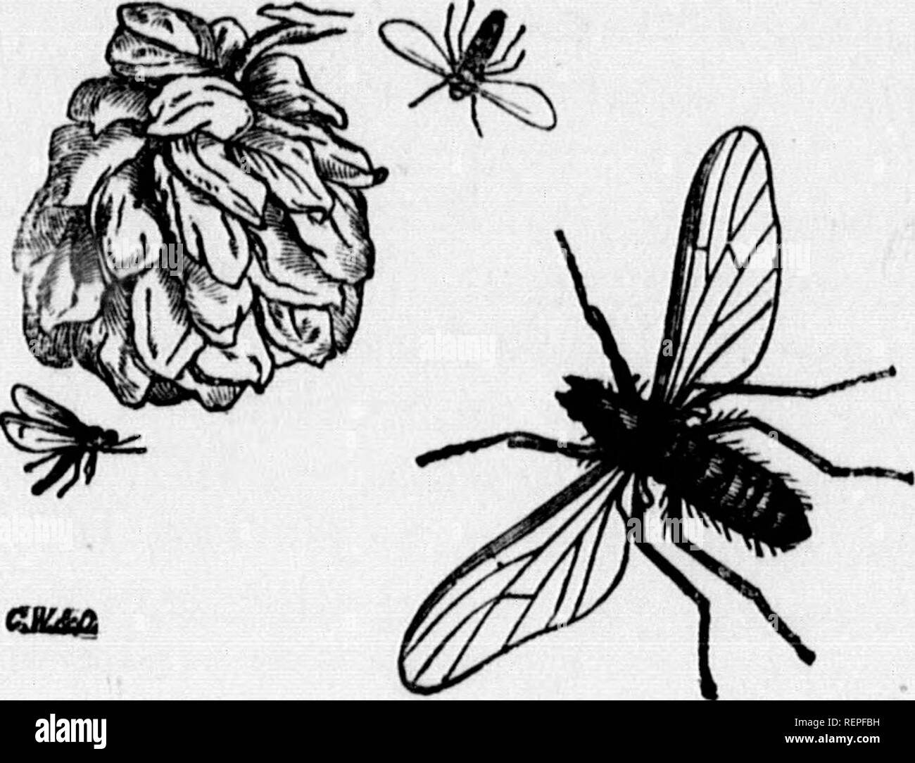 Magnified fruit fly hires stock photography and images Alamy