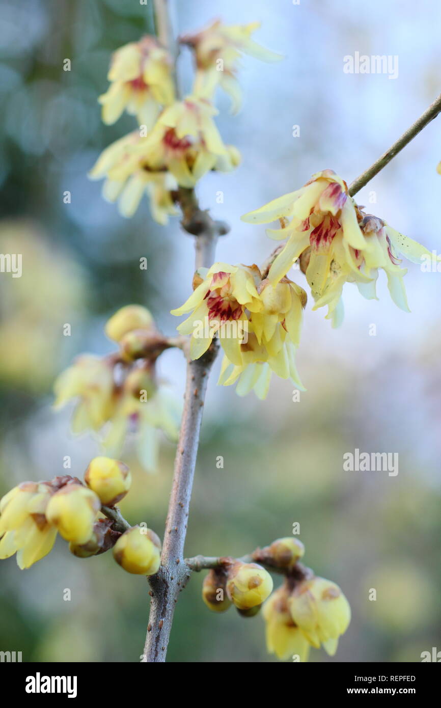 Chimonanthus praecox.  Scented, waxy flowers of Wintersweet in January, UK Stock Photo